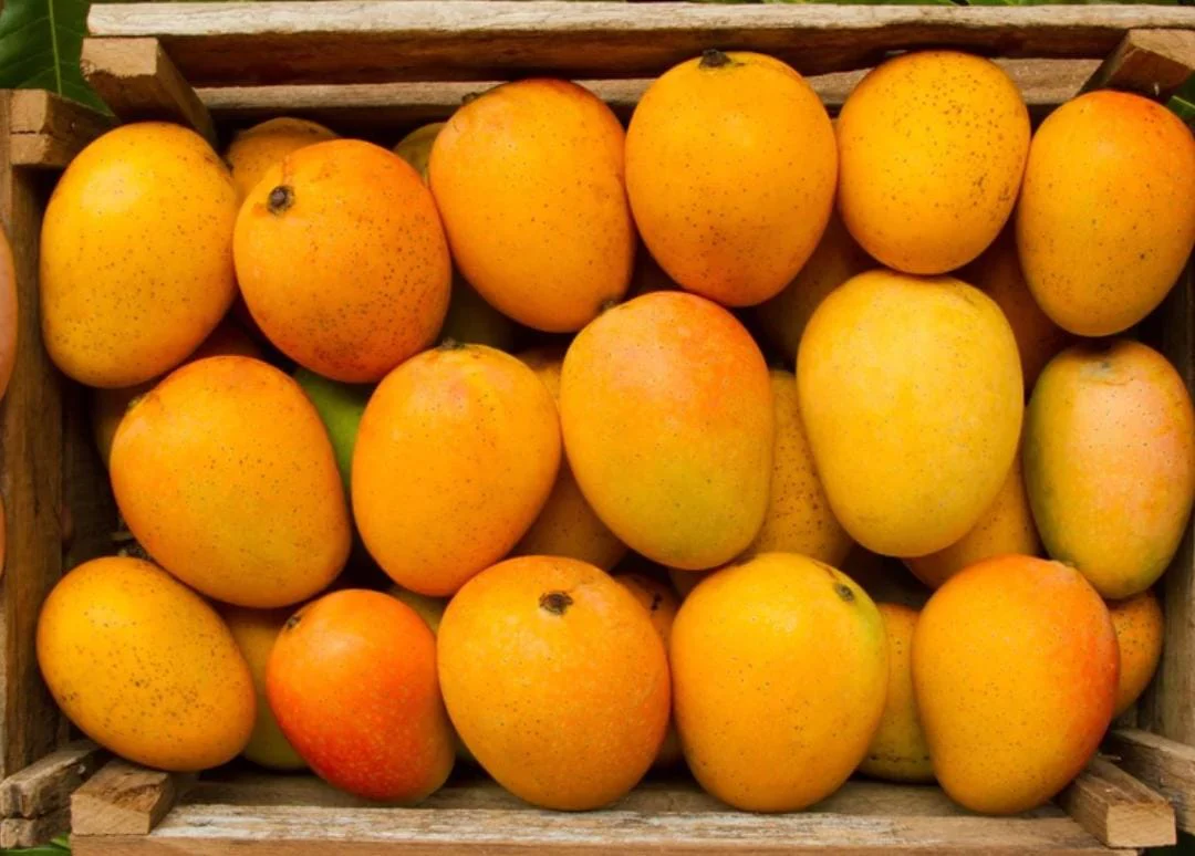 Top 10 Mango Varieties of India and How to Identify them and their Origin - भारत के 10 फेमस आम और उन्हें कैसे पहचाने और वो कहा उगाये जाते है