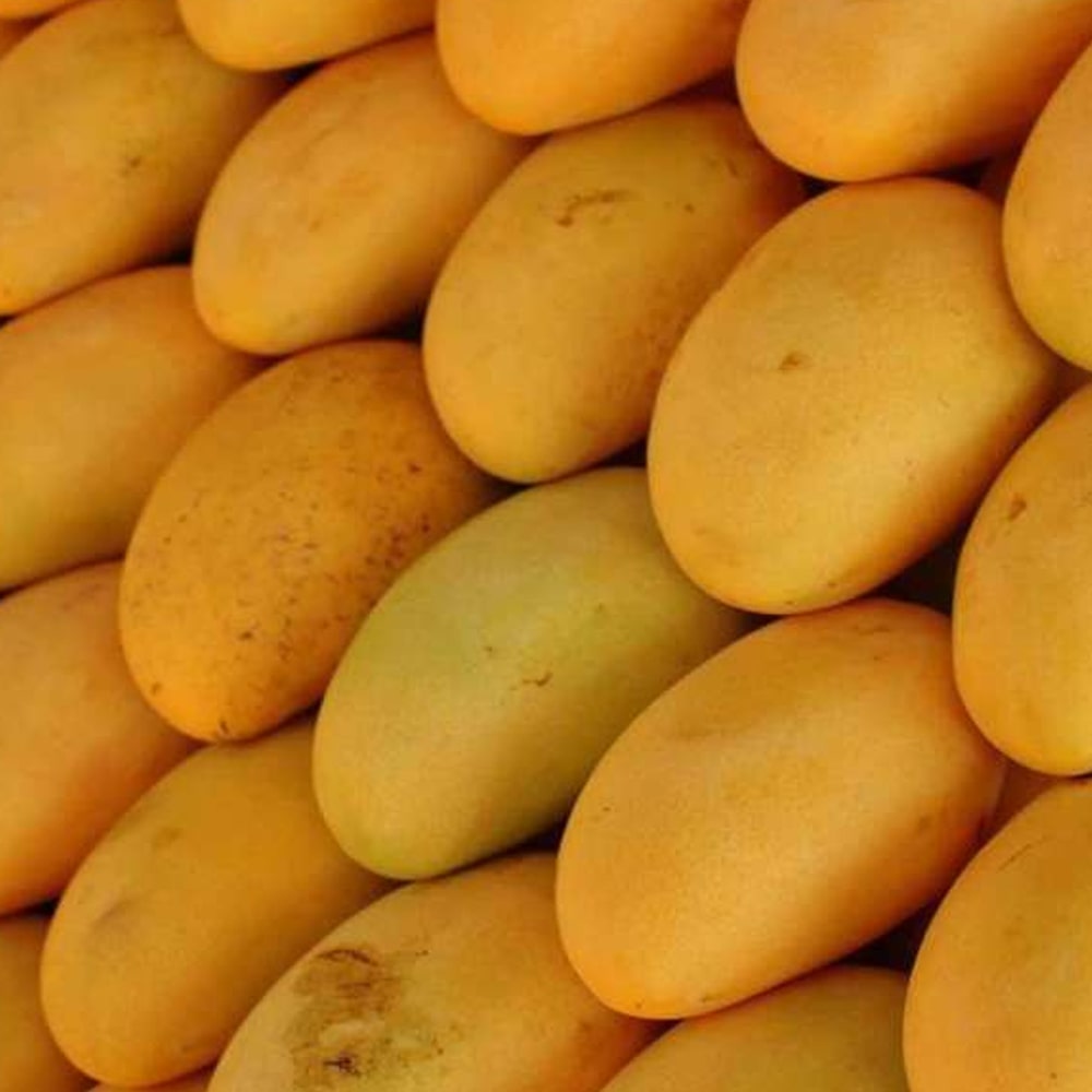 Top 10 Mango Varieties of India and How to Identify them and their Origin - भारत के 10 फेमस आम और उन्हें कैसे पहचाने और वो कहा उगाये जाते है