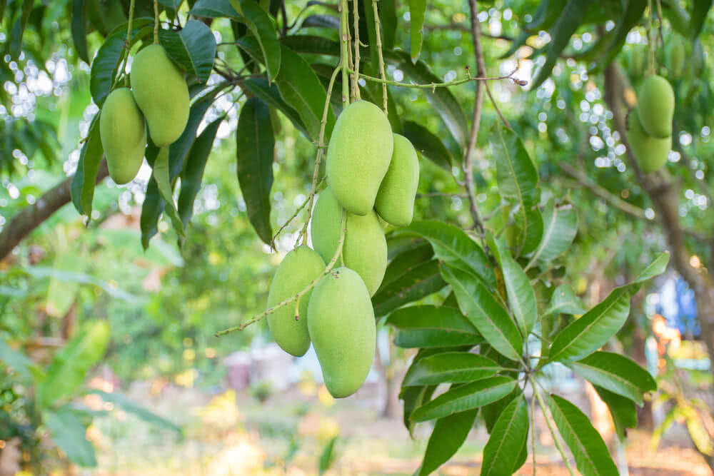 Top 10 Mango Varieties of India and How to Identify them and their Origin - भारत के 10 फेमस आम और उन्हें कैसे पहचाने और वो कहा उगाये जाते है