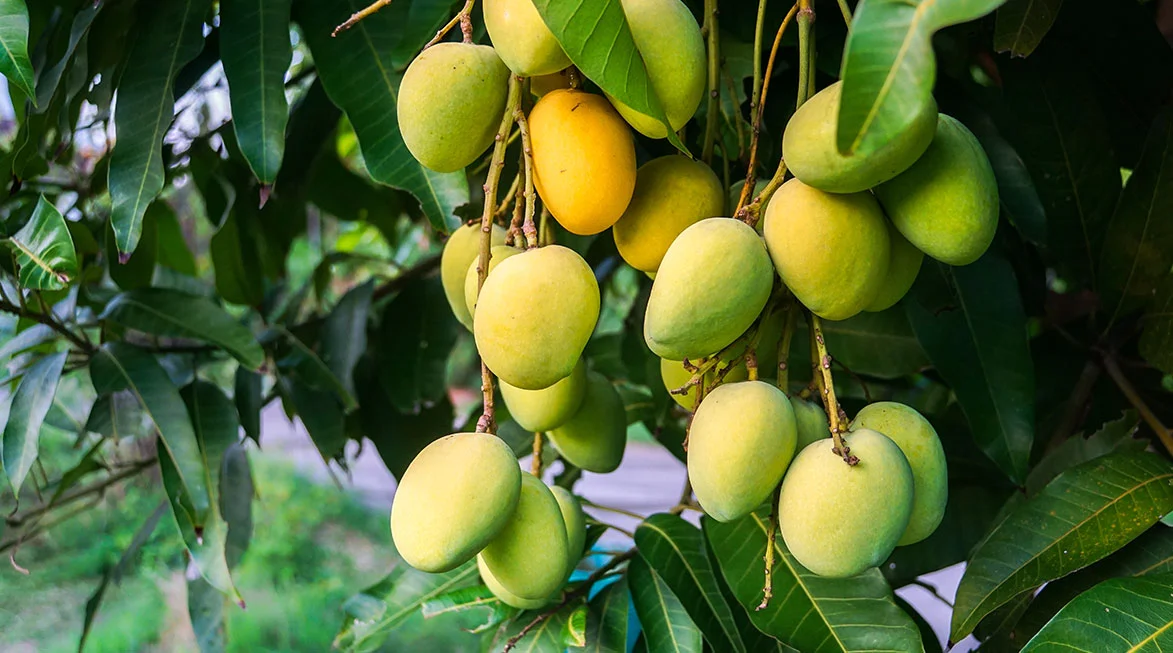 Top 10 Mango Varieties of India and How to Identify them and their Origin - भारत के 10 फेमस आम और उन्हें कैसे पहचाने और वो कहा उगाये जाते है