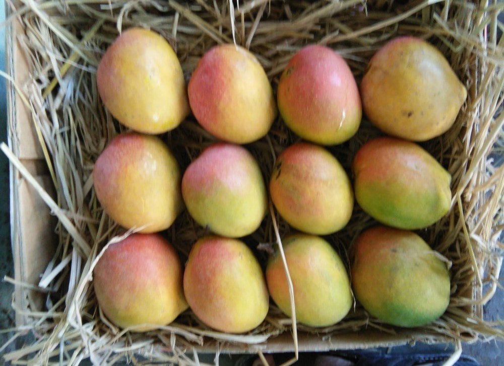 Top 10 Mango Varieties of India and How to Identify them and their Origin - भारत के 10 फेमस आम और उन्हें कैसे पहचाने और वो कहा उगाये जाते है