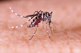 Zika Virus in Kanpur – क्या ज़ीका वायरस फिर ढायेगा कहर कानपुर में ?