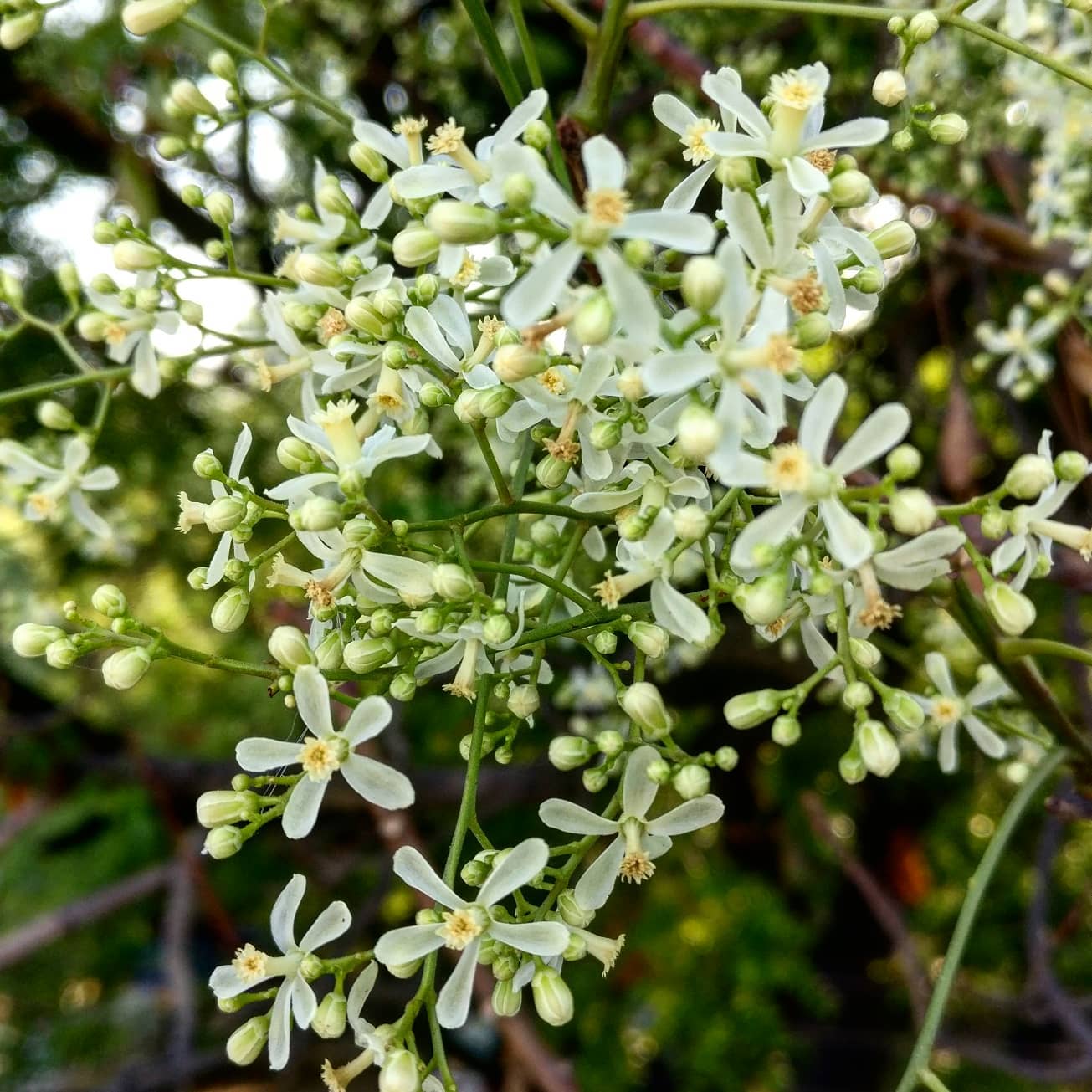 Neem Flower