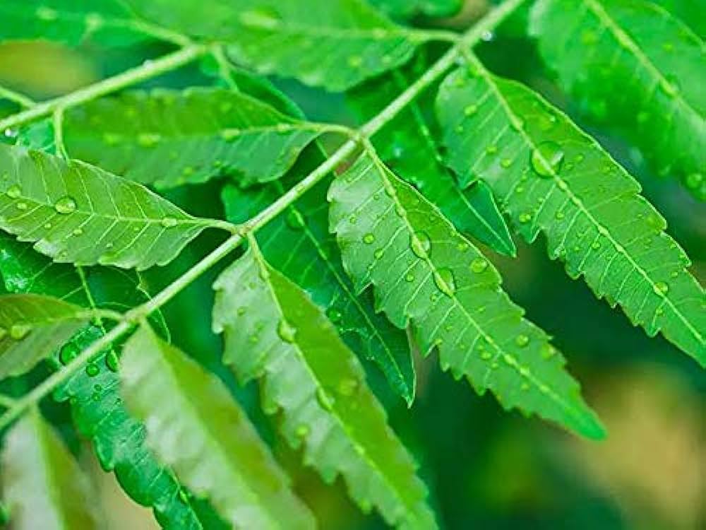 Neem Leaves