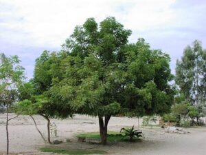 Uses of Neem, Neem Leaf for Health Benefits and Organic Farming - नीम के 10 Superb उपयोग सेहत और जैविक खेती के लिए