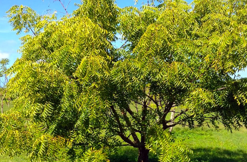 Uses of Neem, Neem Leaf for Health Benefits and Organic Farming - नीम के 10 Superb उपयोग सेहत और जैविक खेती के लिए